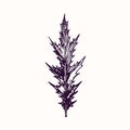 Milk Thistle Silybum marianum, cardus marianus, Marian, Saint Mary`s, Mediterranean or Scotch thistle leaf, doodle black ink dr